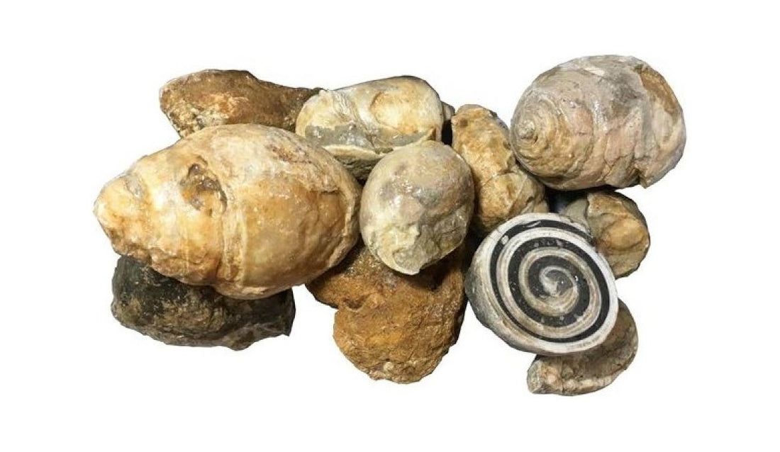 Azioneella "cruda"